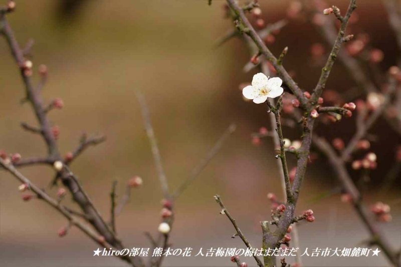 hiroの部屋 熊本の花 人吉梅園の梅はまだまだ 人吉市大畑麓町
