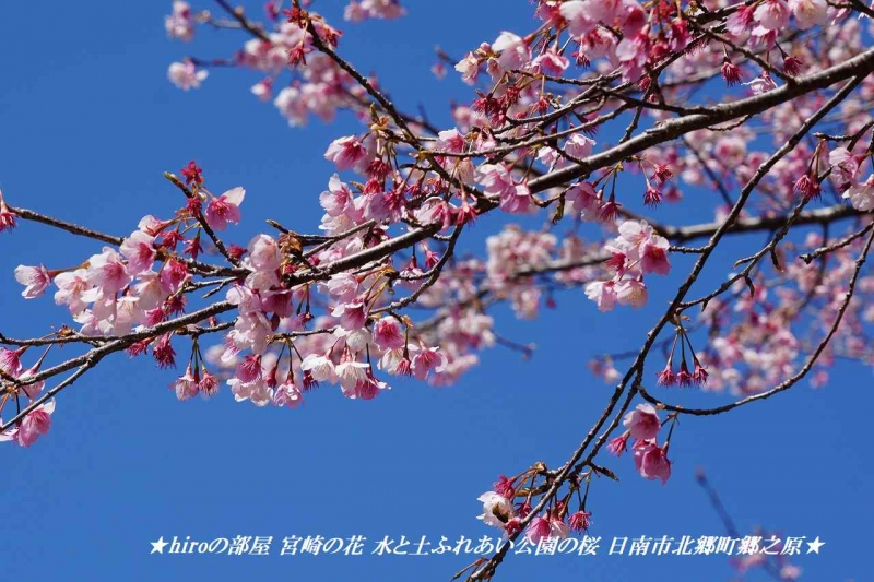 hiroの部屋 宮崎の花 水と土ふれあい公園の桜 日南市北郷町郷之原