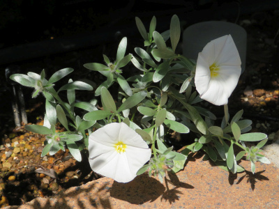 IMG_8664_0421コンボルブルス・クネオルムの白い花シルバーリーフが特徴_400