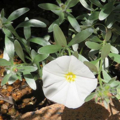 IMG_8664_0421コンボルブルス・クネオルムの白い花シルバーリーフ_400