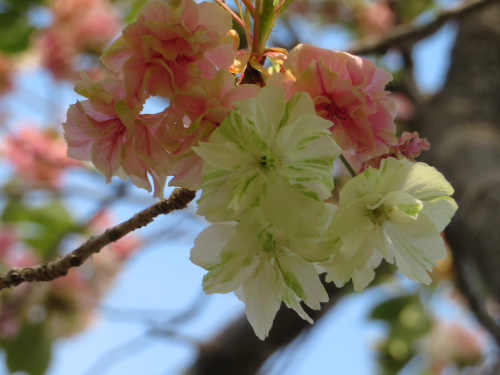 IMG_8340_0412小松川千本桜NO561サトザクラウコンの花緑がピンクに_500