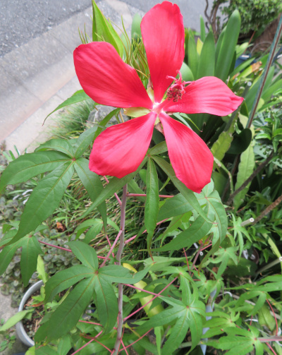 IMG_1283_0821近所のモミジアオイの花と葉_400