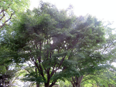 IMG_1536_0907モミジの木の風景_400