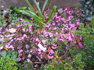 DSC_0065_1110 薄ピンクのサザンカの花散る_400