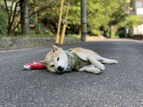 道路で寝る犬