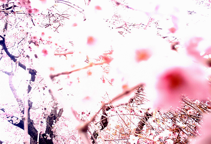 ハイキーな桜2