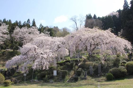 本久寺の桜