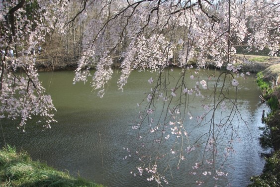 水面に垂れるシダレ桜