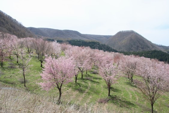 桜峠のオオヤマザクラ