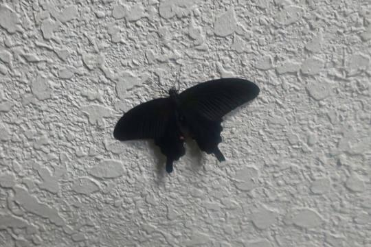 白壁の黒い蝶０１