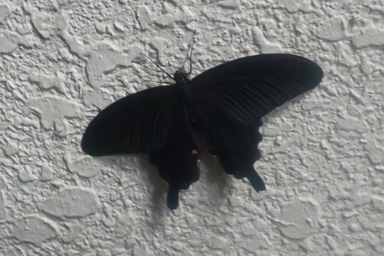 白壁の黒い蝶０２