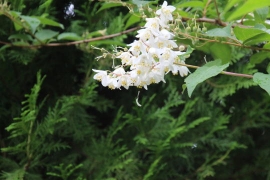 ぷらんと白い花０２