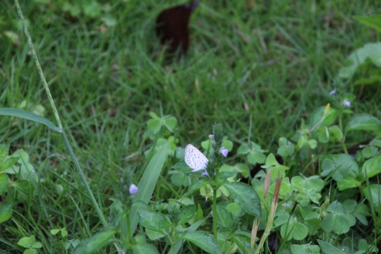 雑草と白い蝶０１