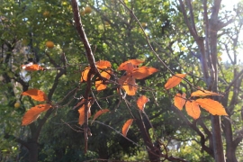 茶色に色づく葉っぱ０３