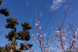 冬空と桜の木０１