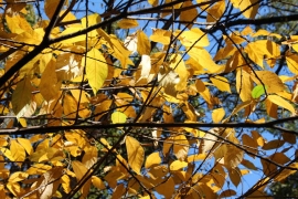 黄色い葉を残す樹木０２