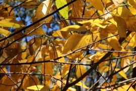 黄色い葉を残す樹木０３