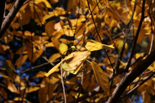 黄色い葉を残す樹木０４