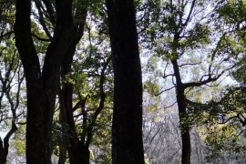 木立に野鳥らしき影０１