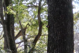 木立に野鳥らしき影０２