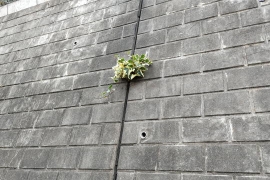 コンクリ壁の観葉植物０２