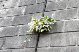 コンクリ壁の観葉植物０３