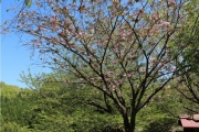 梅護寺数珠掛桜（バイゴジジュズカケザクラ）6513