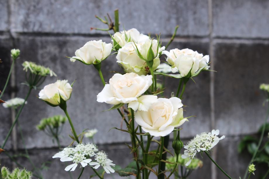 白い薔薇8535