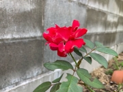 赤いバラ-2