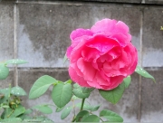 薔薇5704