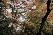 加茂山公園2743