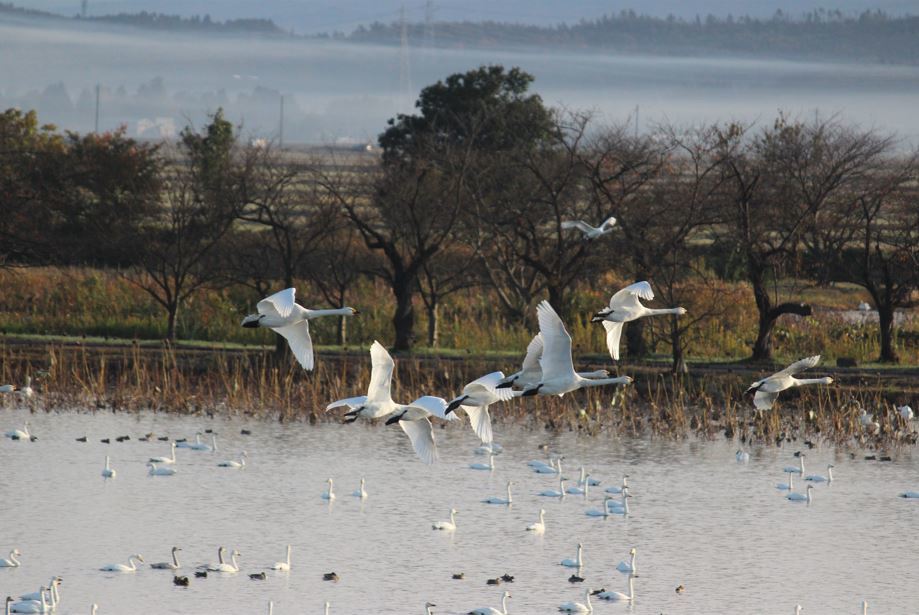 19・瓢湖の白鳥381鳥目線・銀写真クリスタルプリント (2)