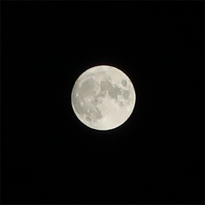 お月見プリン-10(210921)