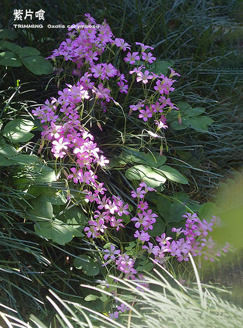 庭の紫片喰